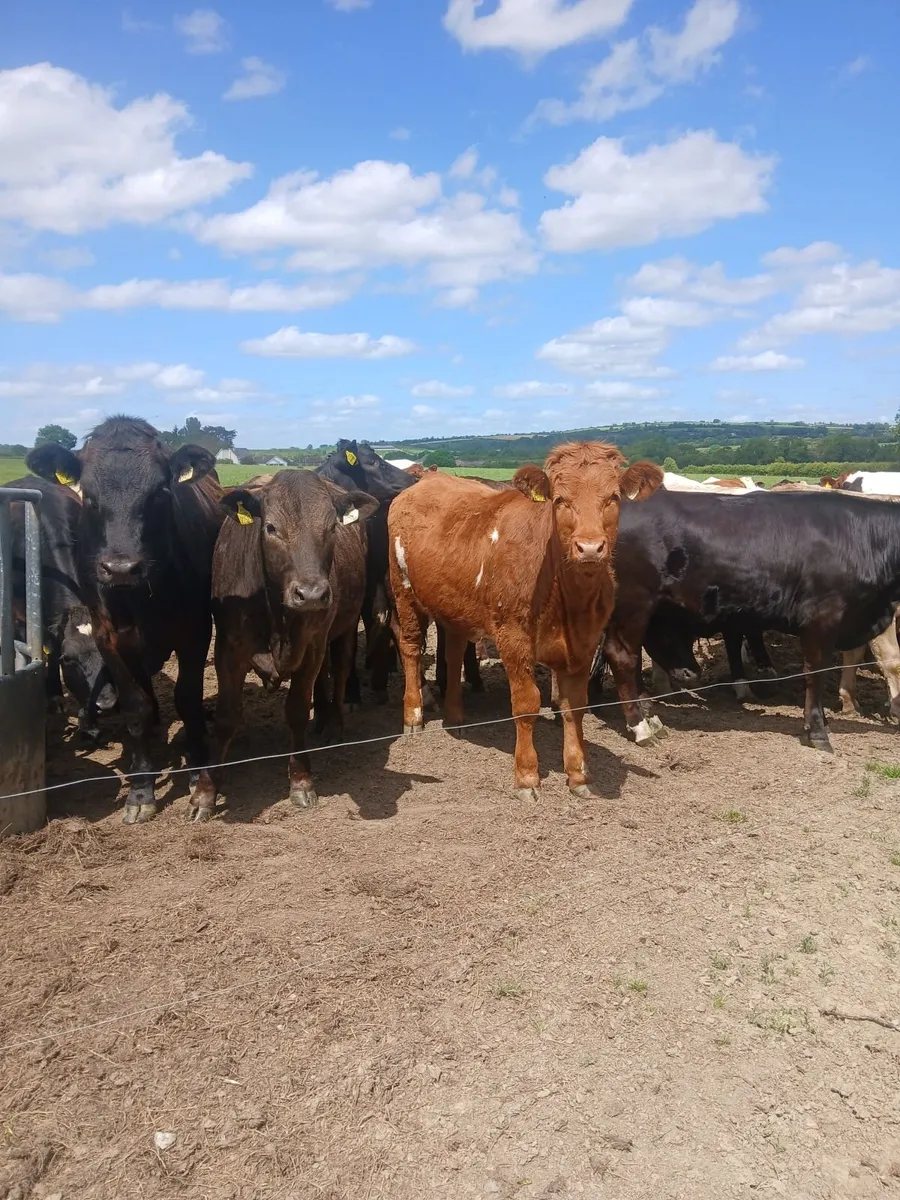 Limousin and charolais heifers - Image 3