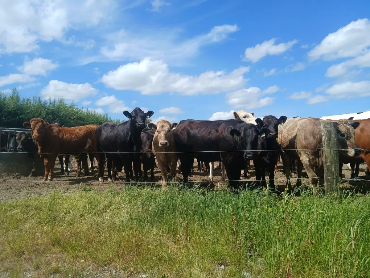 Limousin and charolais heifers - Image 4