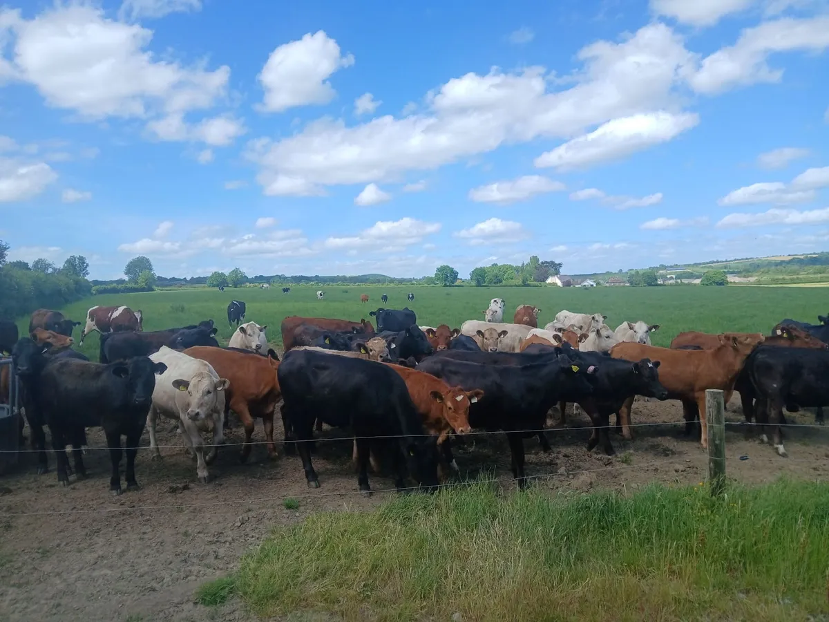 Limousin and charolais heifers - Image 2