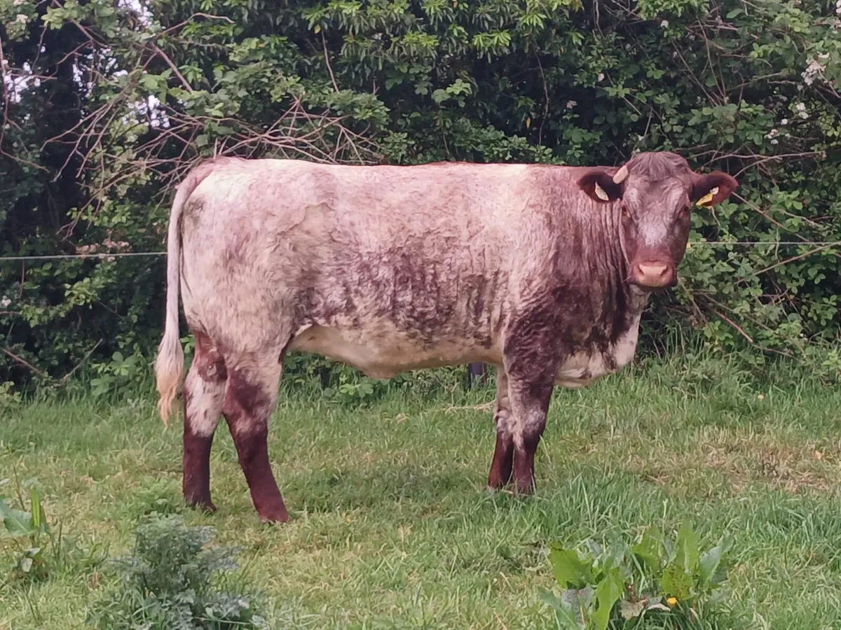 Springing heifers ⭐️⭐️⭐️⭐️⭐️ - Image 1