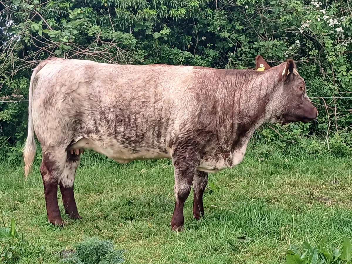 Springing heifers ⭐️⭐️⭐️⭐️⭐️ - Image 2