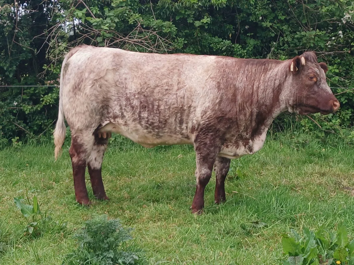 Springing heifers ⭐️⭐️⭐️⭐️⭐️ - Image 3