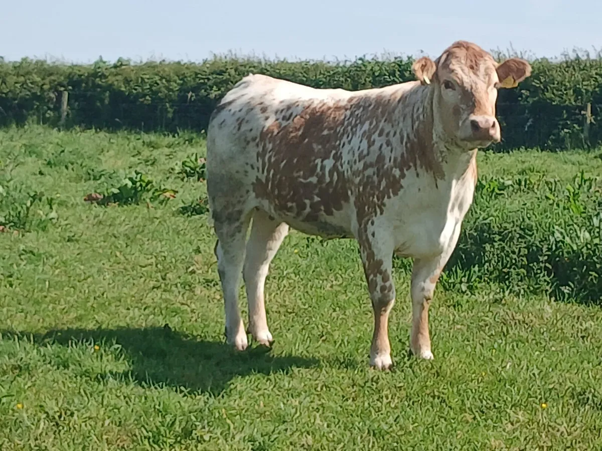 Springing heifers ⭐️⭐️⭐️⭐️⭐️ - Image 4