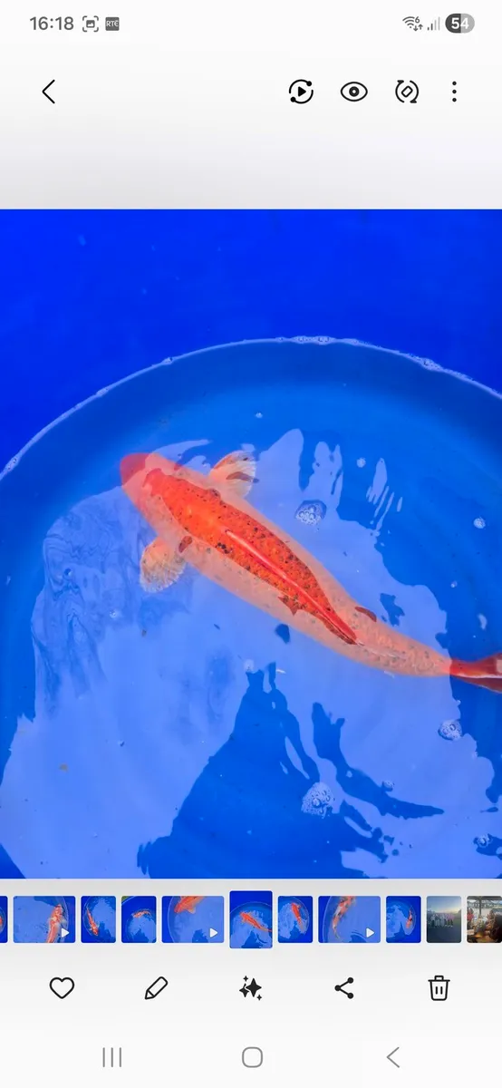Koi carp fish - Image 2