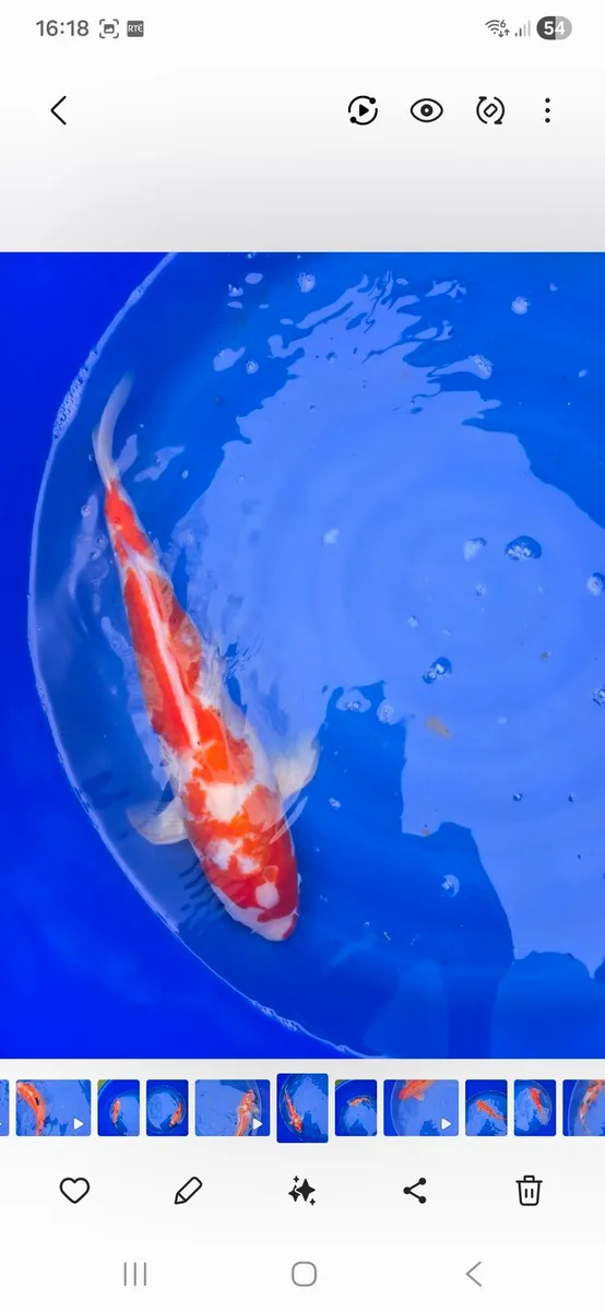 Koi carp fish - Image 1
