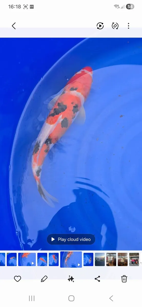Koi carp fish - Image 3