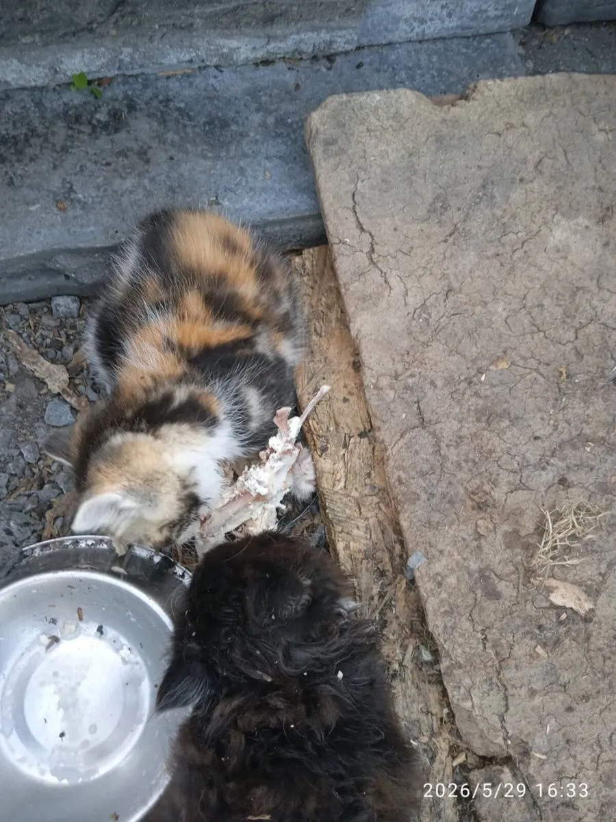 Kittens - Image 1