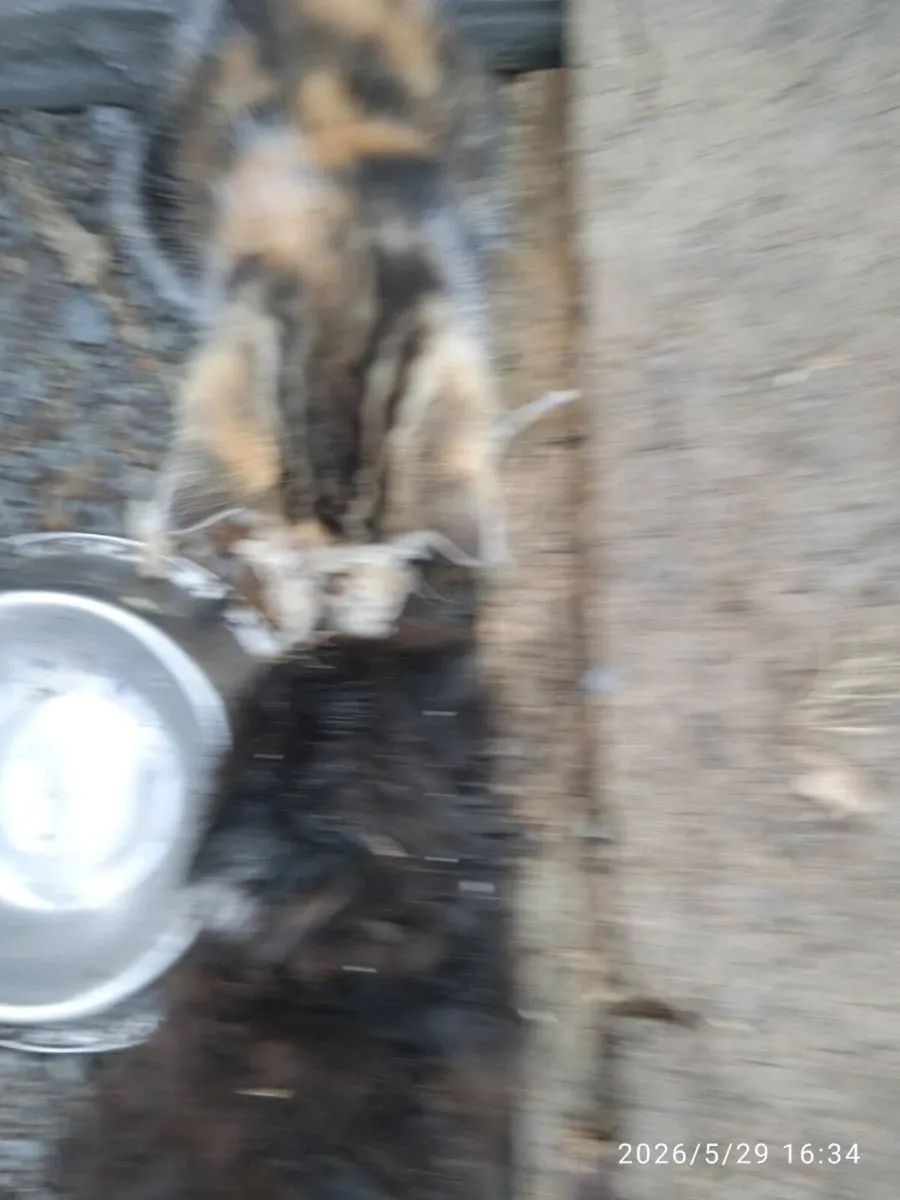 Kittens - Image 2