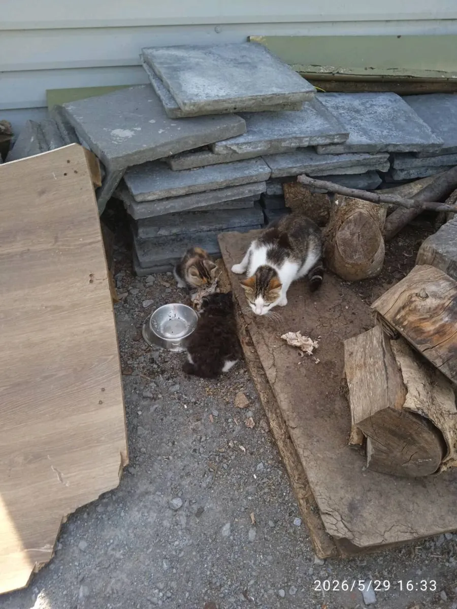 Kittens - Image 3