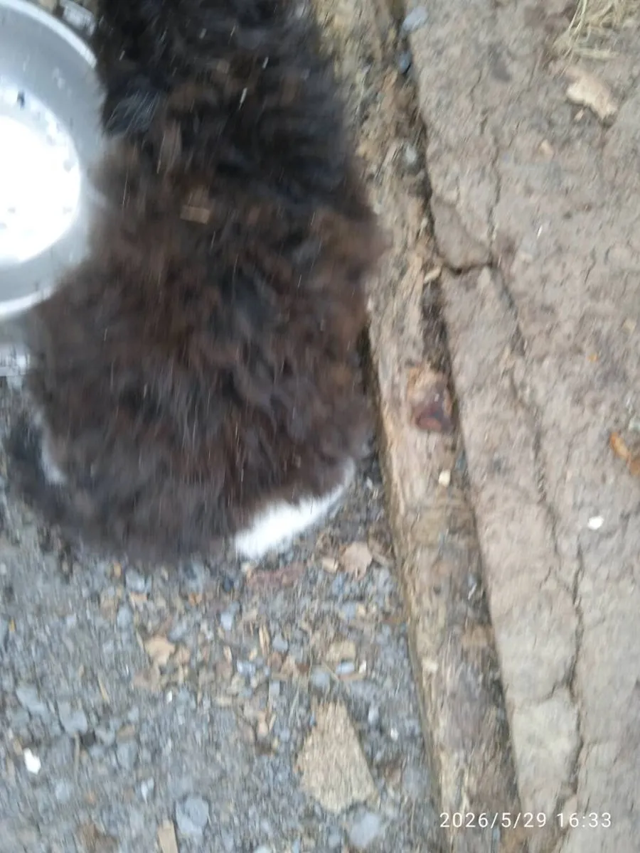 Kittens - Image 4