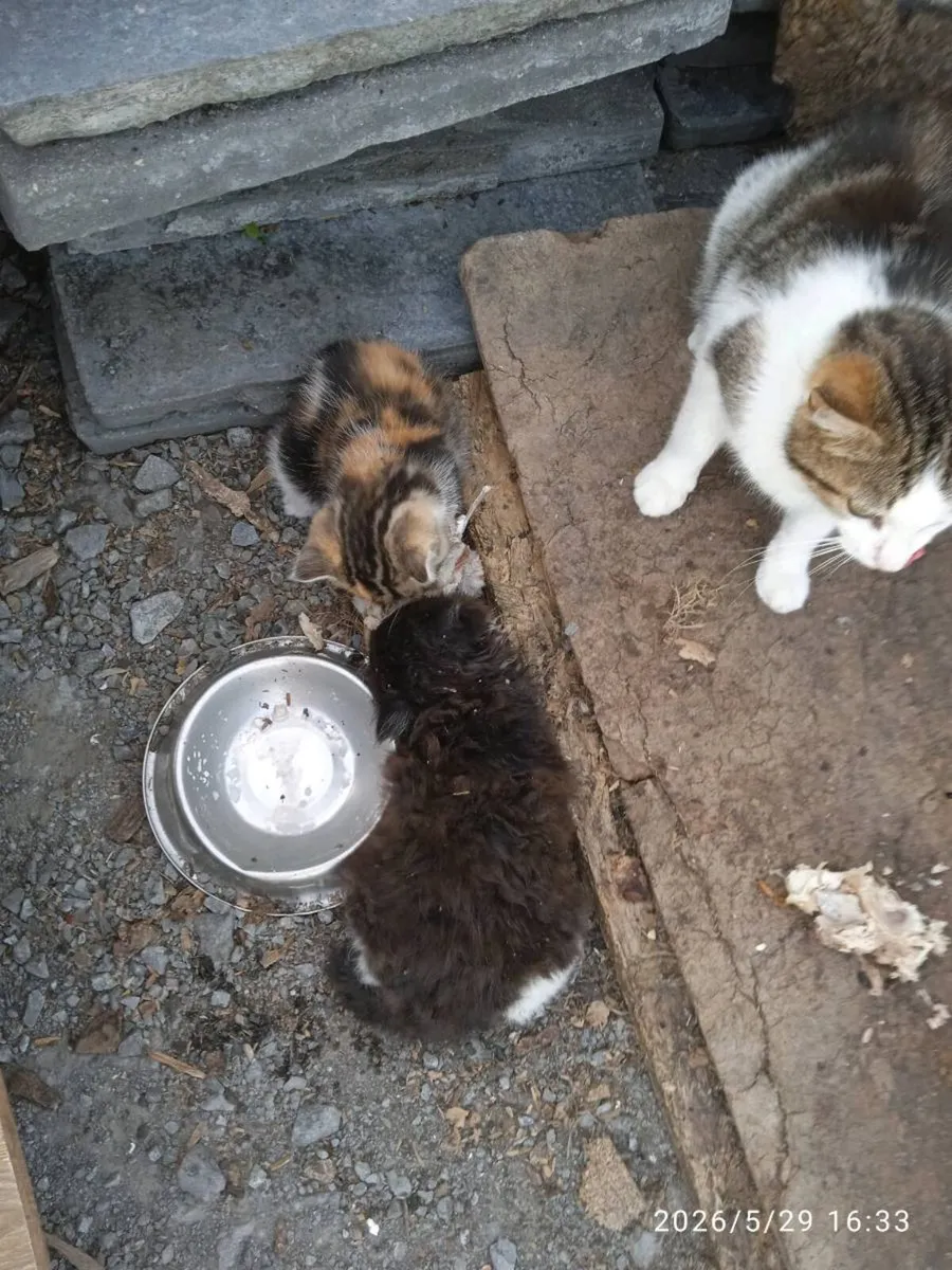 Kittens - Image 4