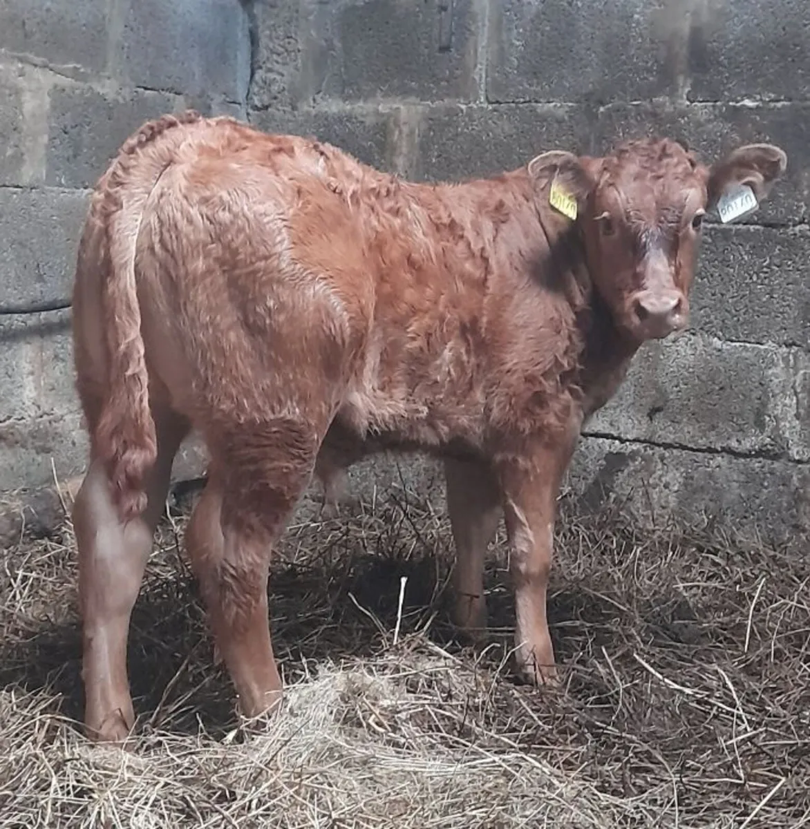 5 star stock going Ennis Mart 2nd June - Image 1