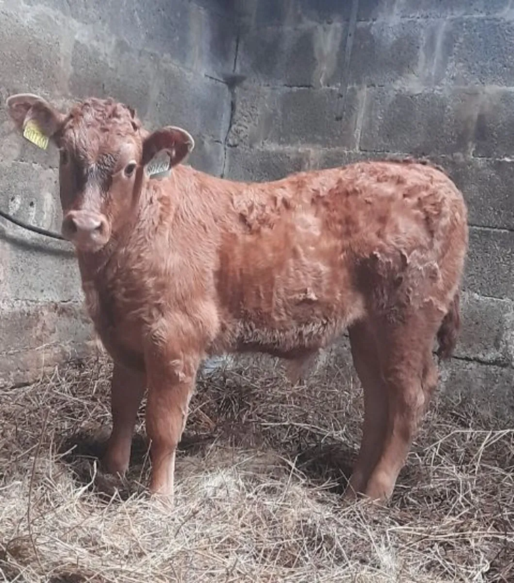 5 star stock going Ennis Mart 2nd June - Image 2
