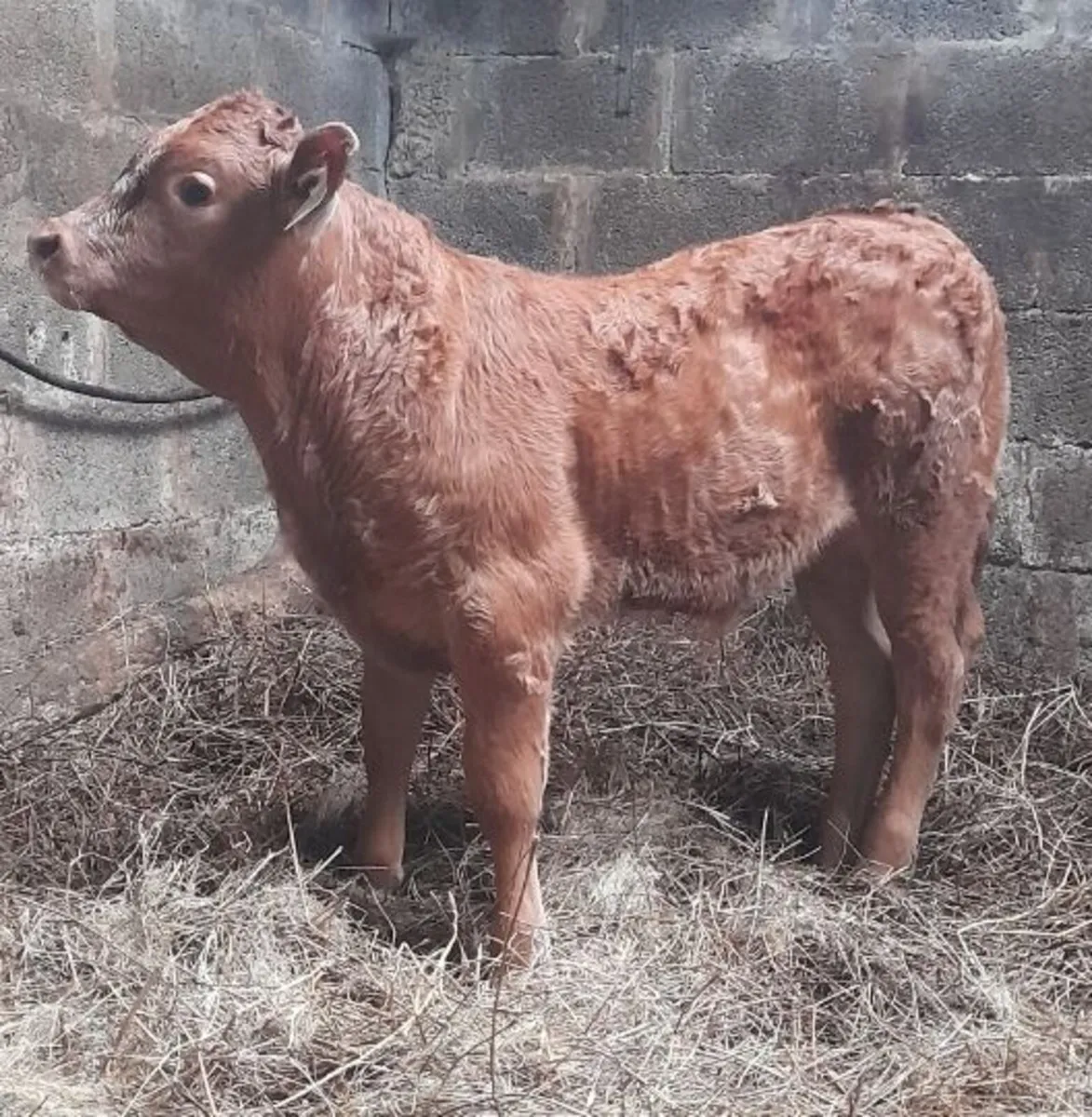 5 star stock going Ennis Mart 2nd June - Image 3