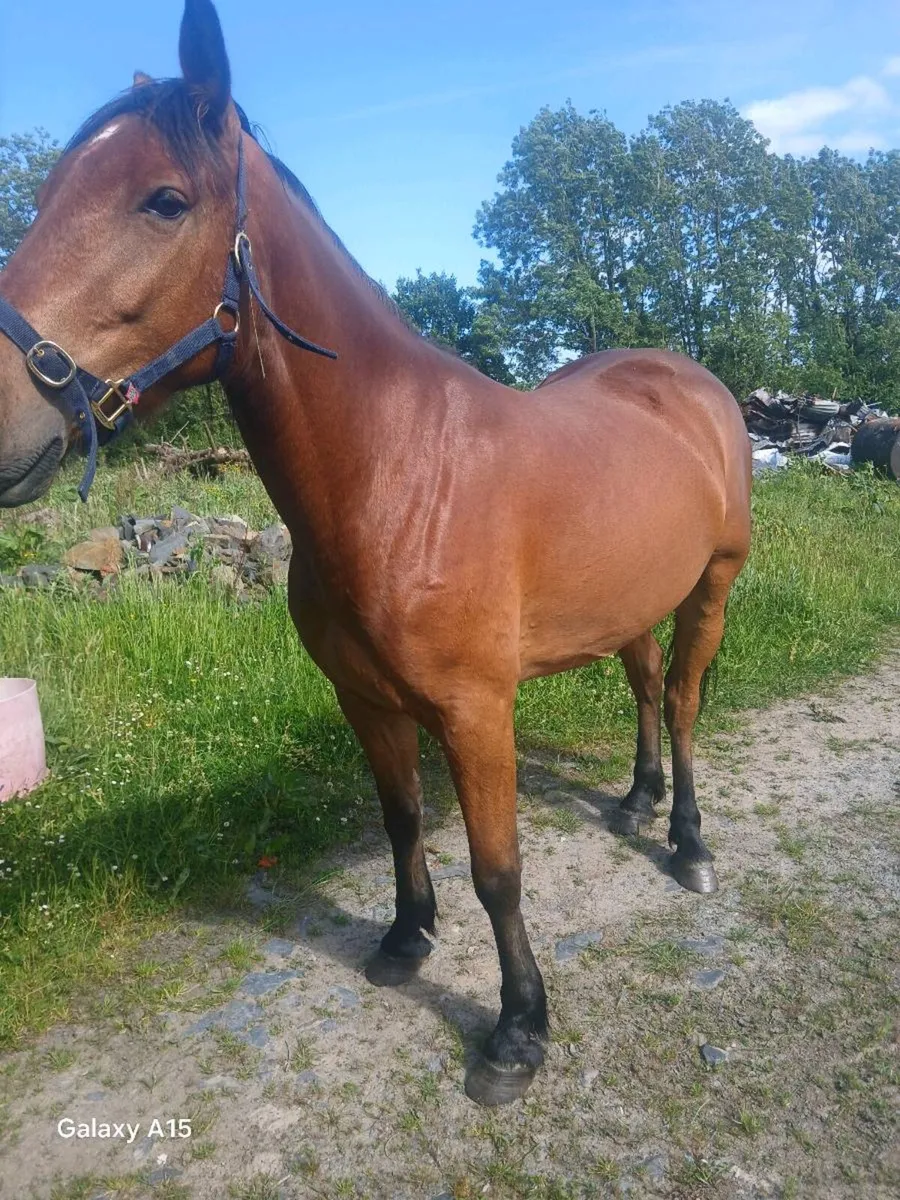 Horse - Image 2