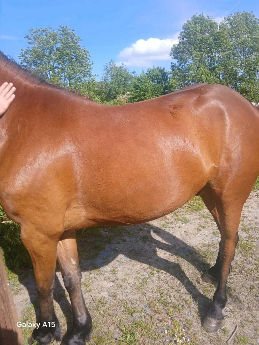 Horse - Image 3