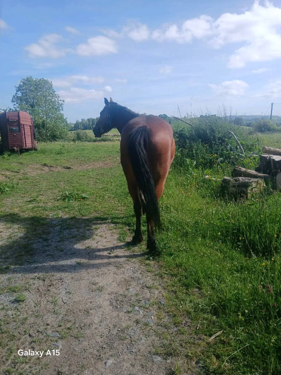 Horse - Image 4