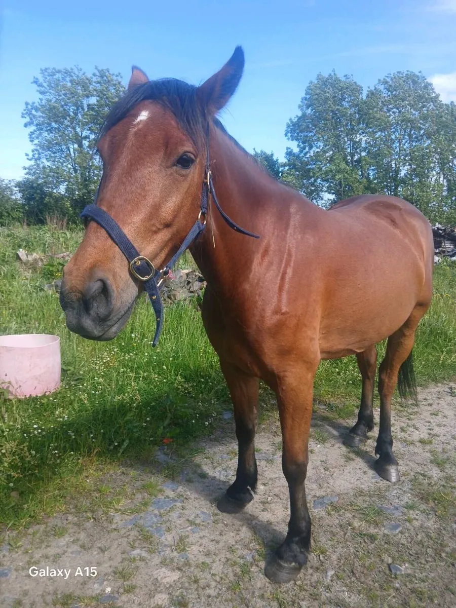 Horse - Image 1