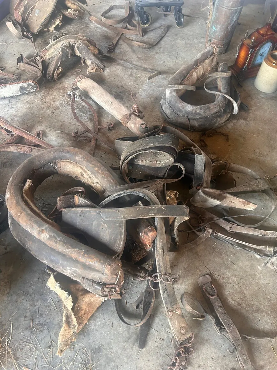 Donkey harness - Image 1