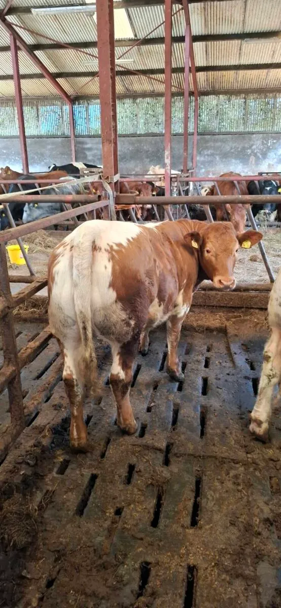****Limousine  heifers ***** - Image 1