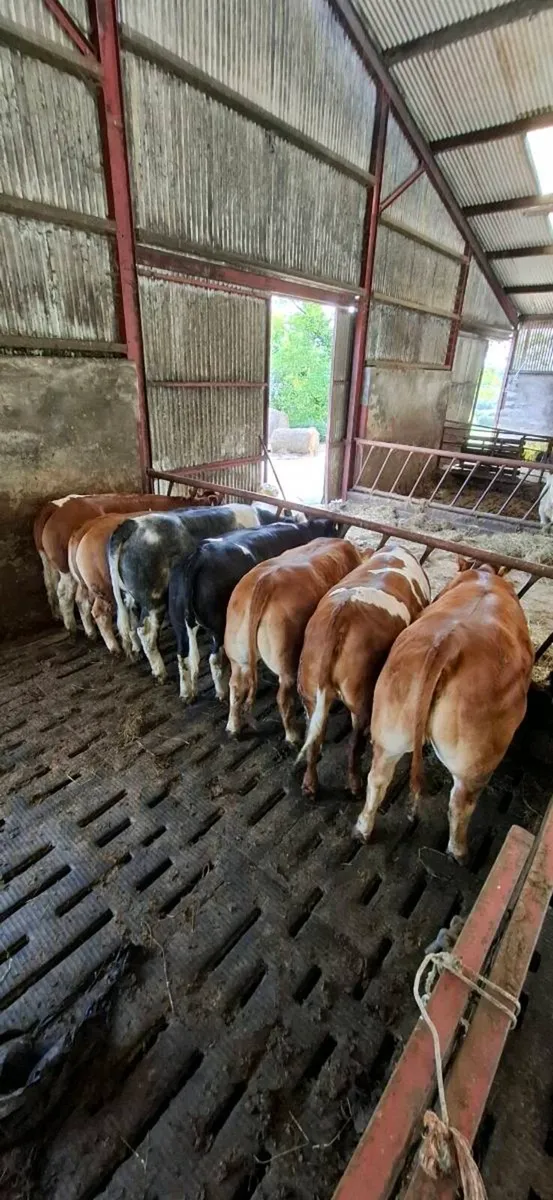 ****Limousine  heifers ***** - Image 2