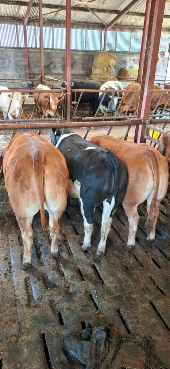 ****Limousine  heifers ***** - Image 3