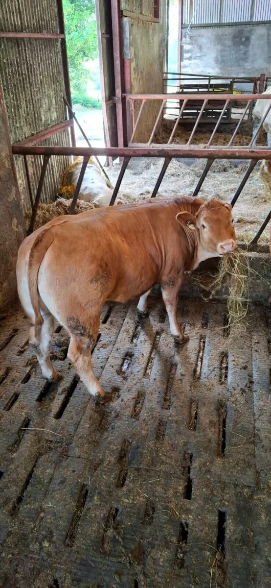 ****Limousine  heifers ***** - Image 4