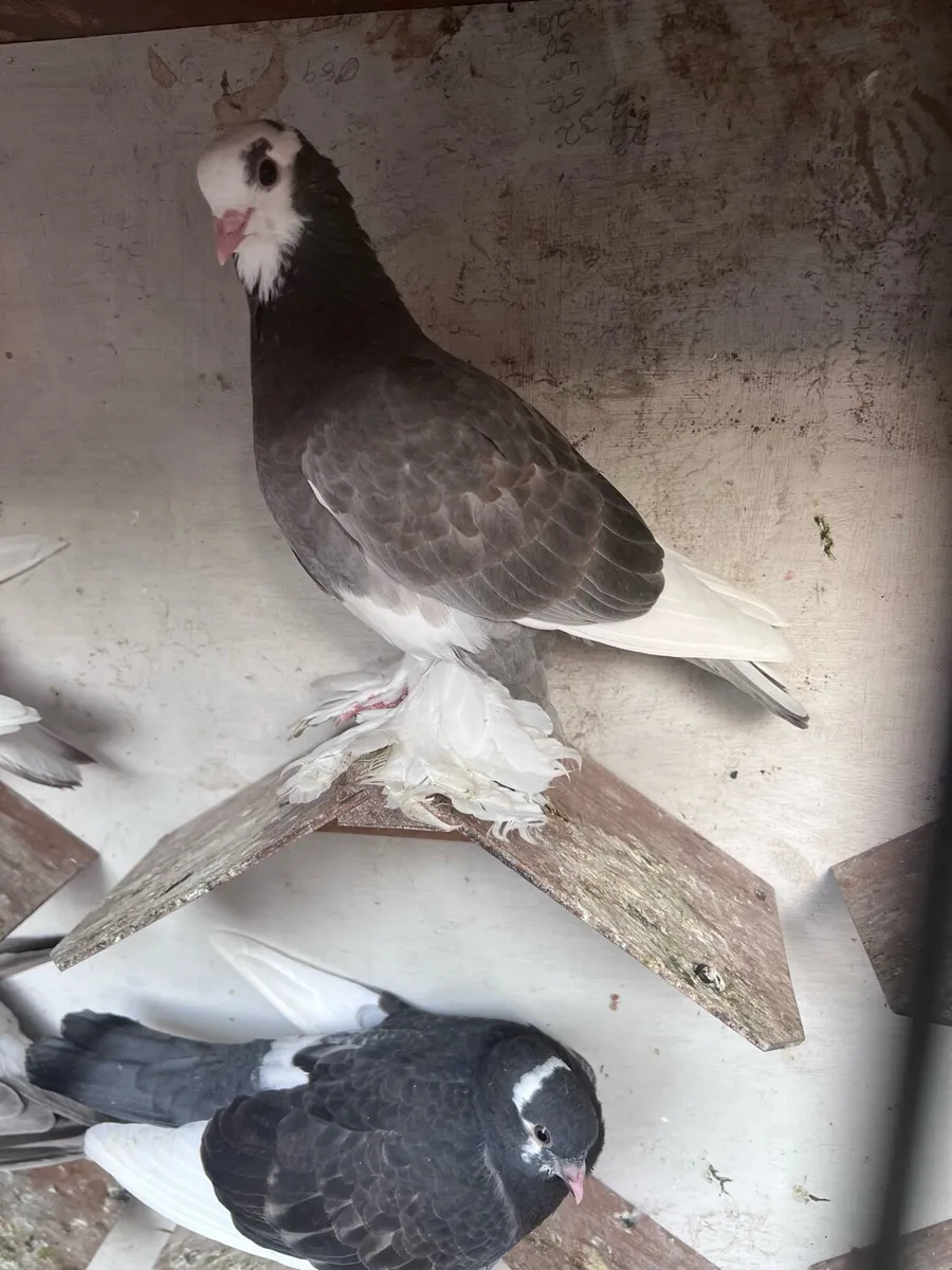 Tumblers pigeons - Image 1