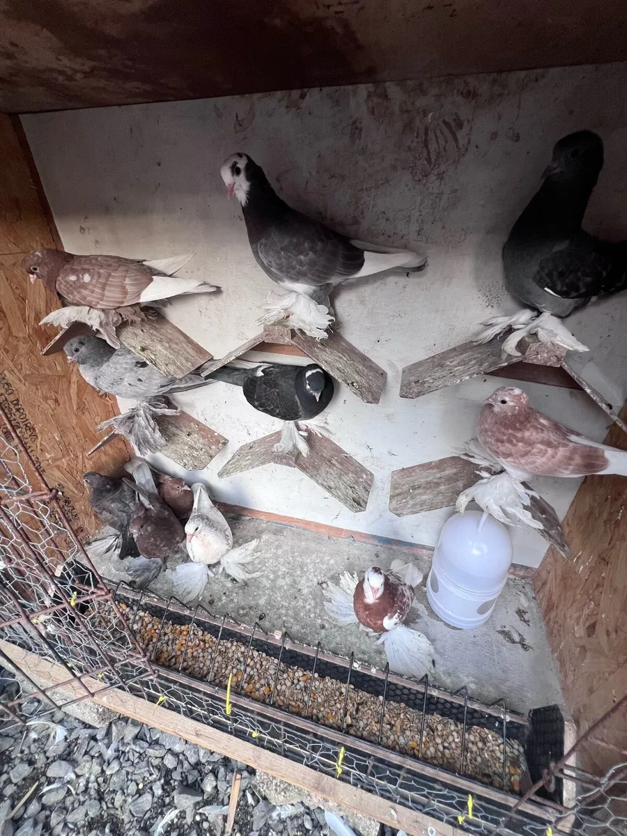 Tumblers pigeons - Image 4