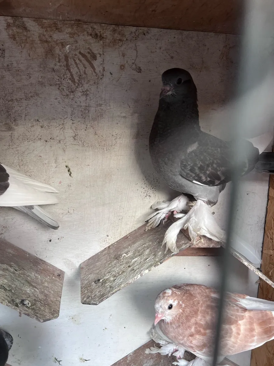 Tumblers pigeons - Image 2