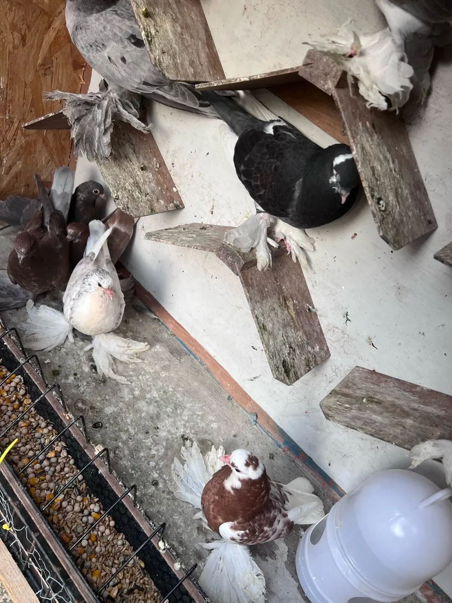 Tumblers pigeons - Image 3
