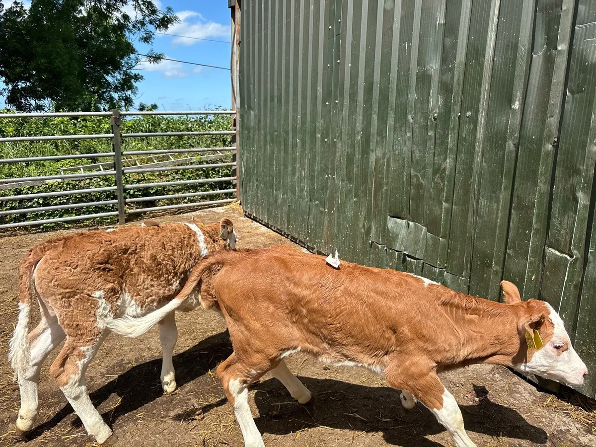 2pbnr Simmental heifer’s - Image 3