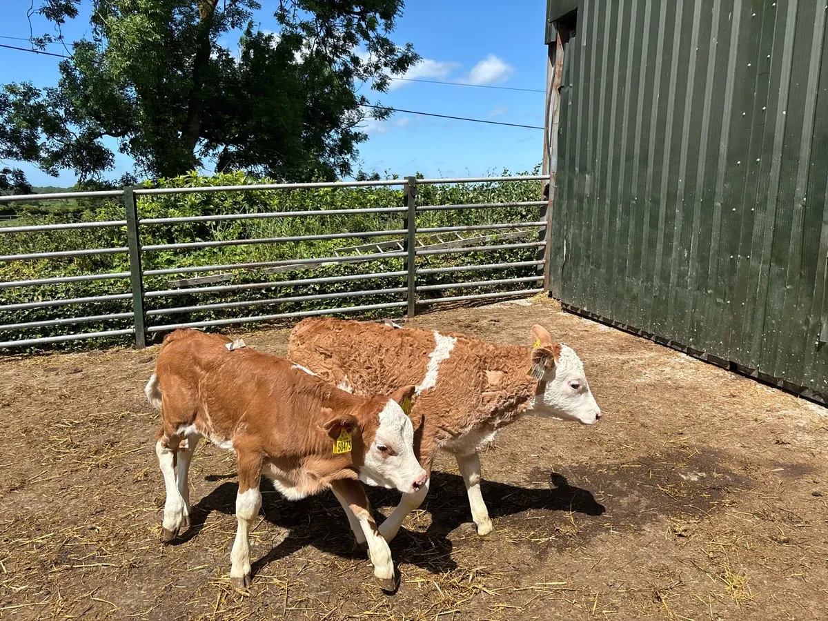 2pbnr Simmental heifer’s - Image 4