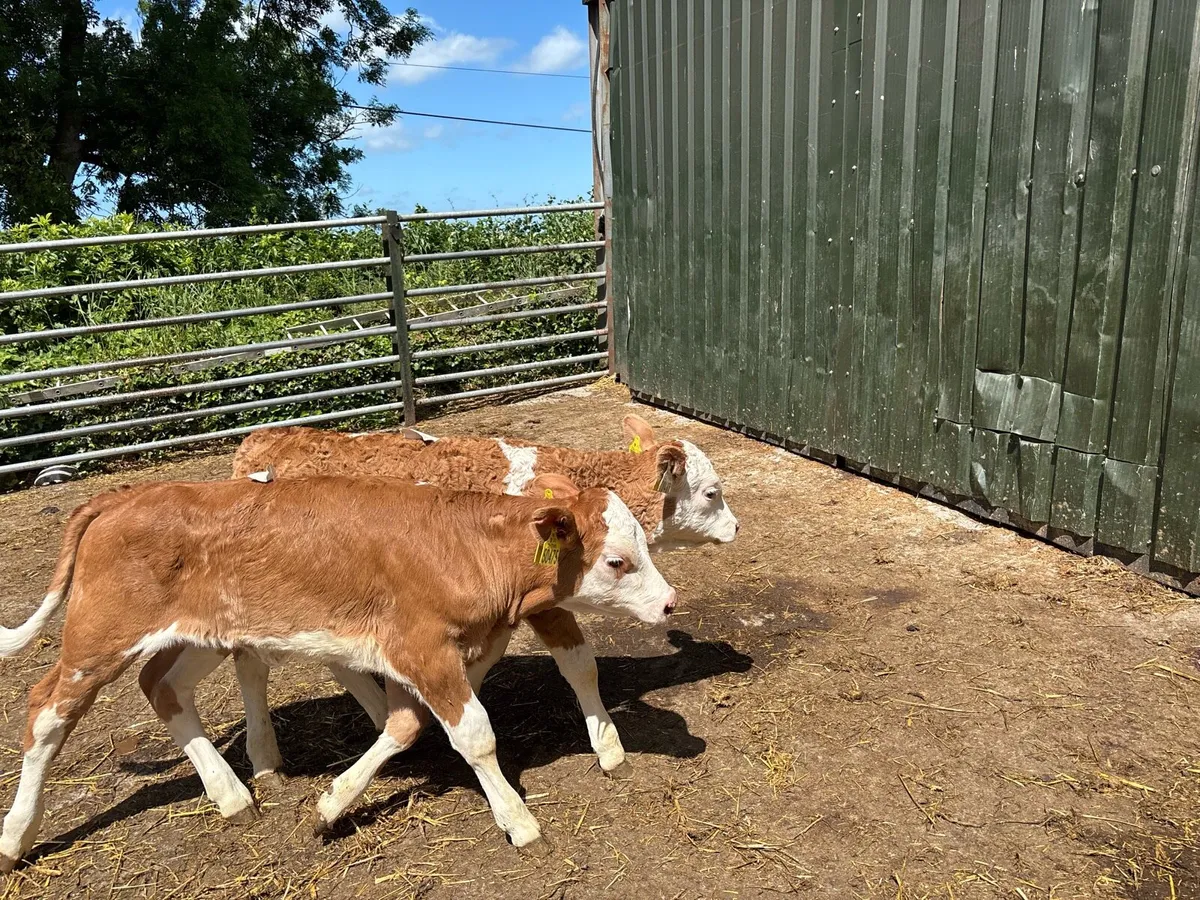 2pbnr Simmental heifer’s - Image 1