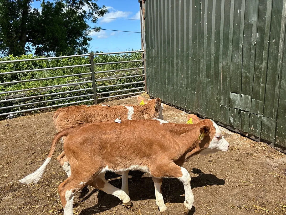 2pbnr Simmental heifer’s - Image 2