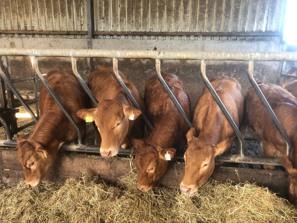 Pbnr limousin weanling heifers - Image 3