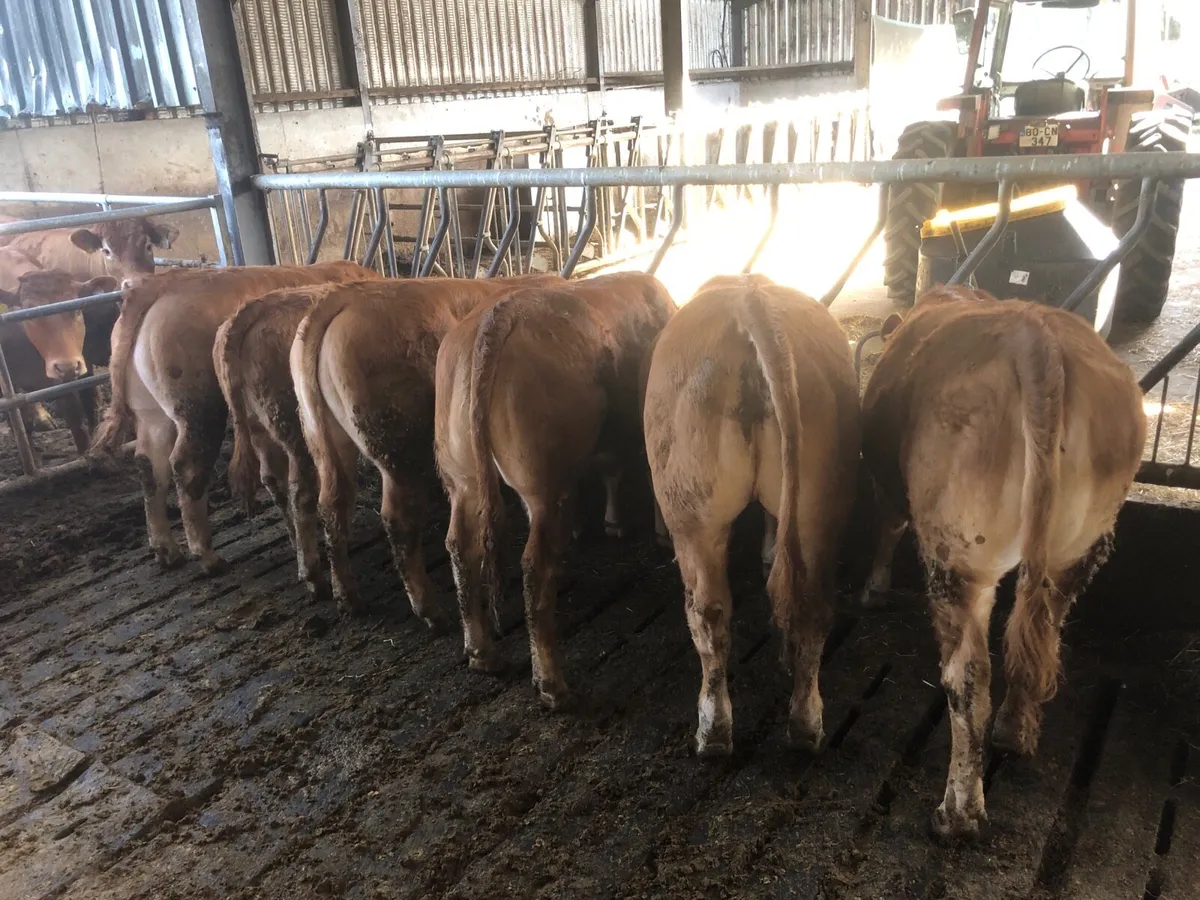 Pbnr limousin weanling heifers - Image 2