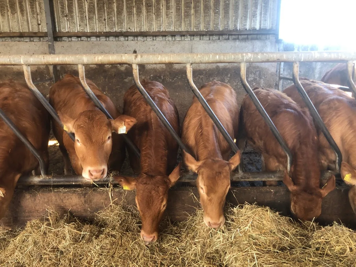 Pbnr limousin weanling heifers - Image 4