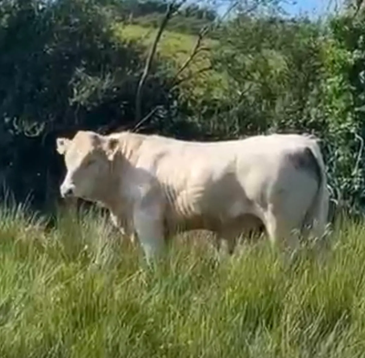 Bull - Image 1