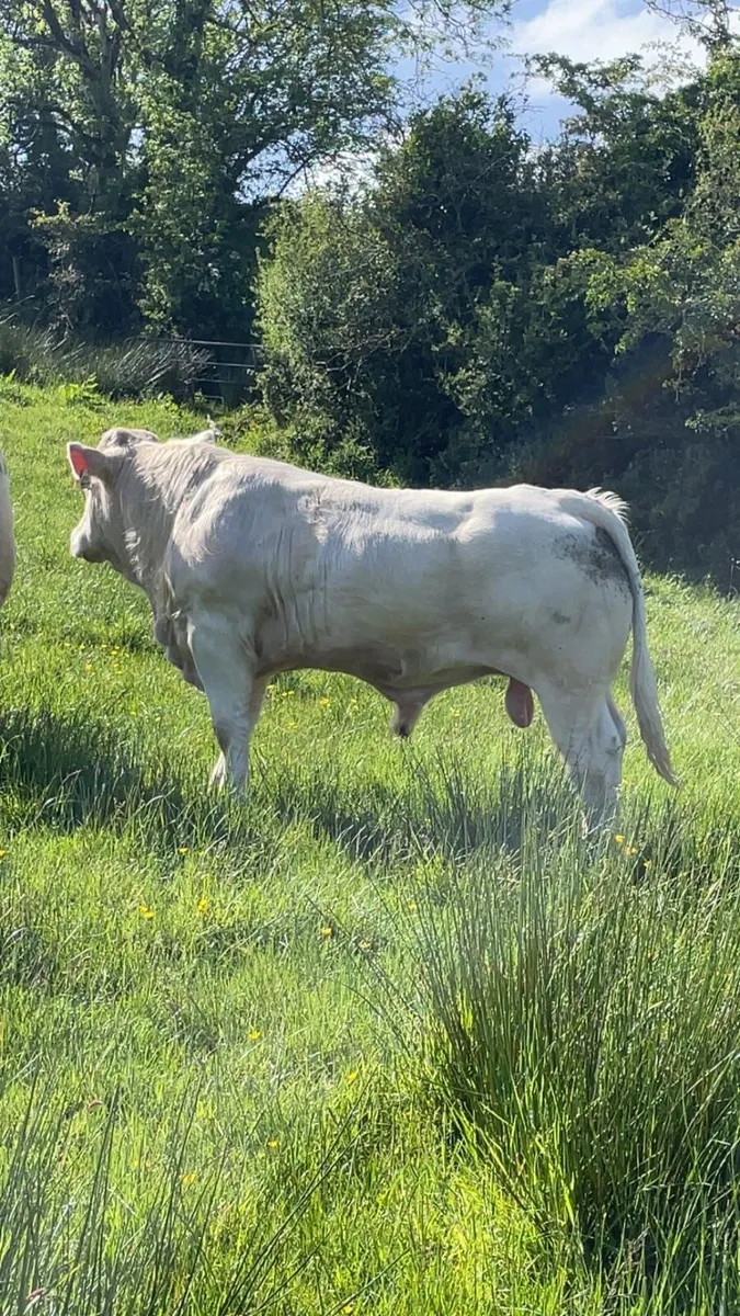 Bull - Image 2