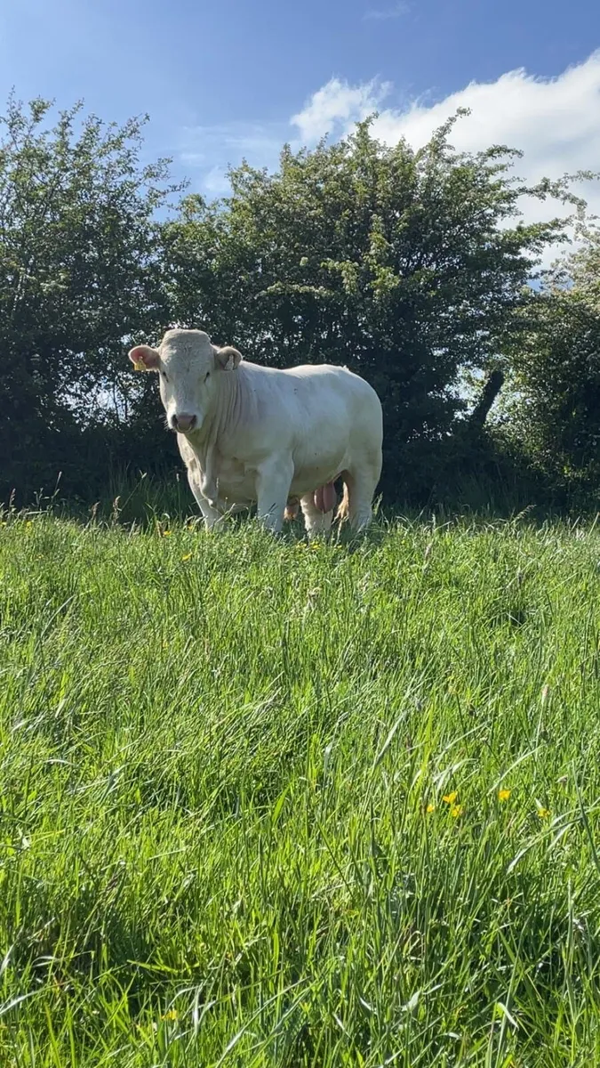 Bull - Image 3