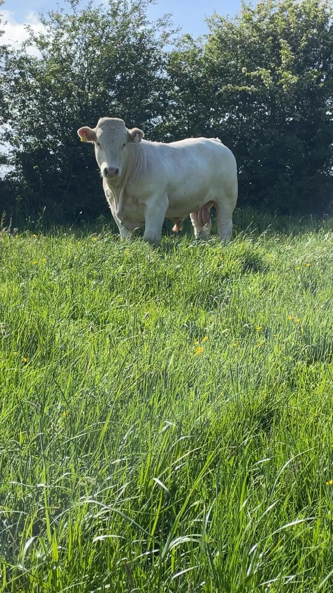 Bull - Image 4