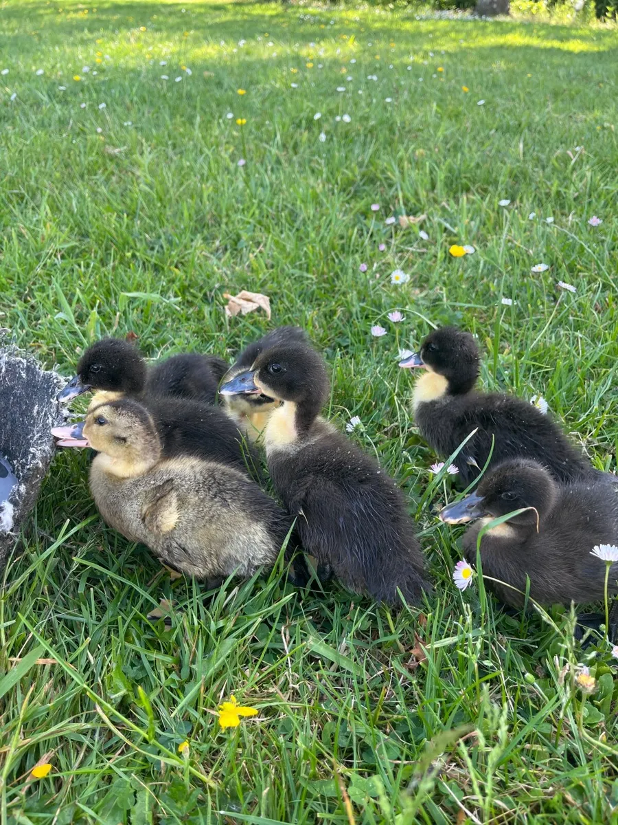 Ducklings khaki X - Image 1