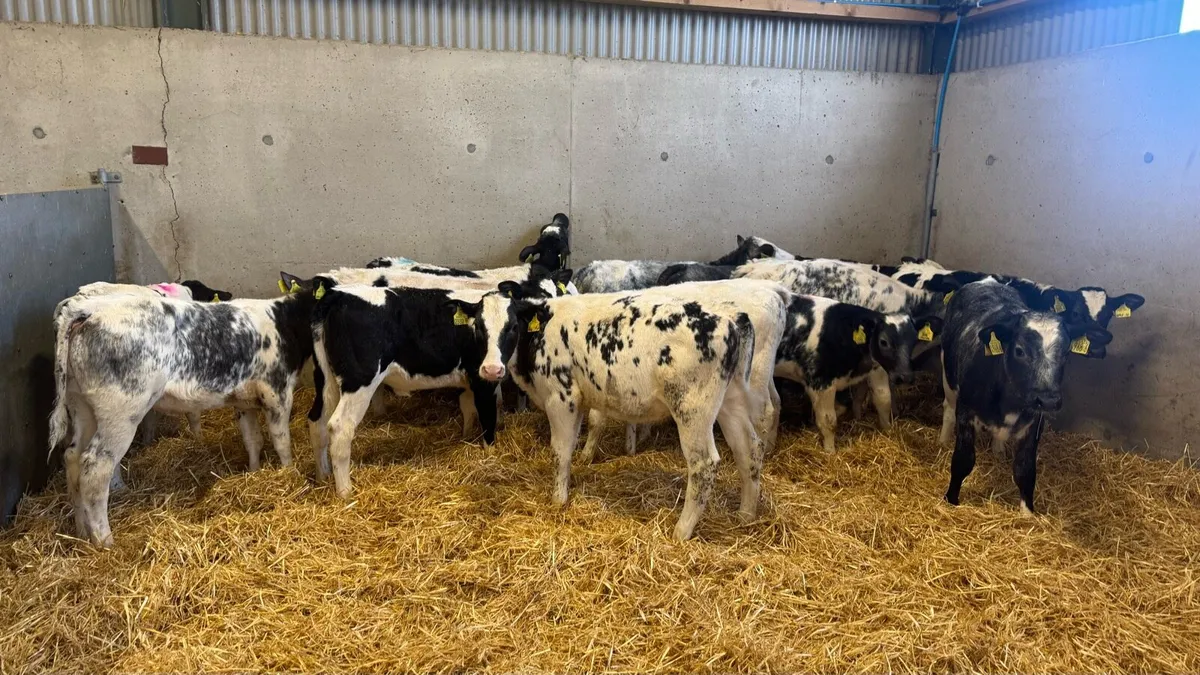 Belgian Blue Heifers - Image 1