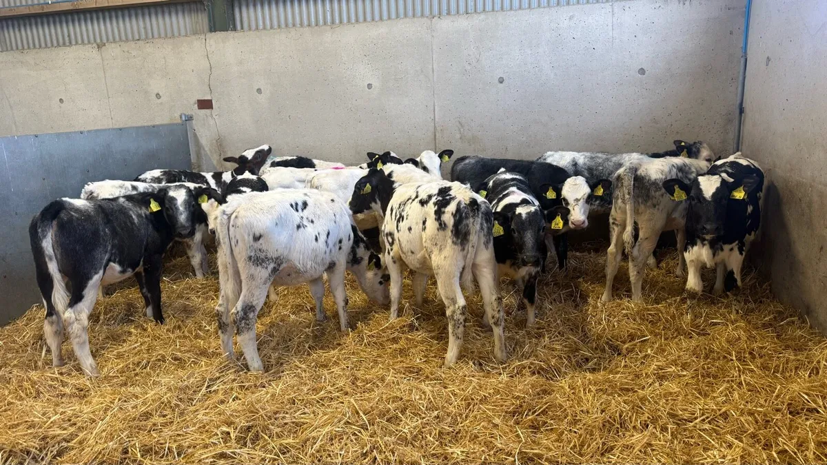 Belgian Blue Heifers - Image 2
