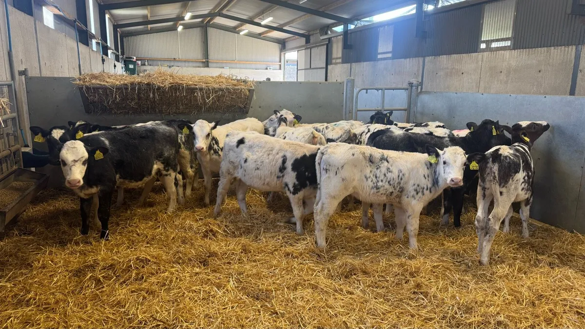 Belgian Blue Heifers - Image 3