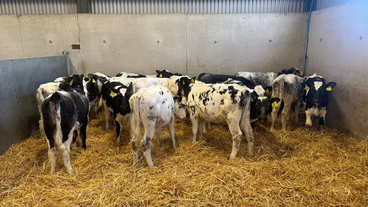 Belgian Blue Heifers - Image 4