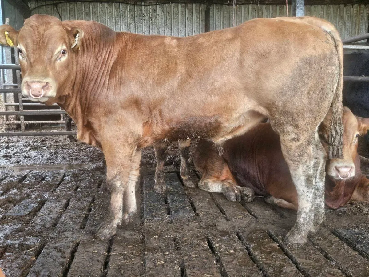 PBR Lim bulls - Image 2
