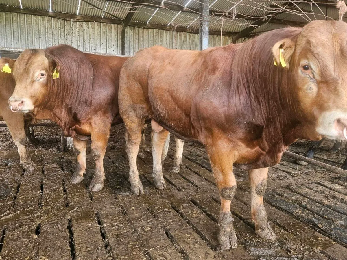 PBR Lim bulls - Image 3