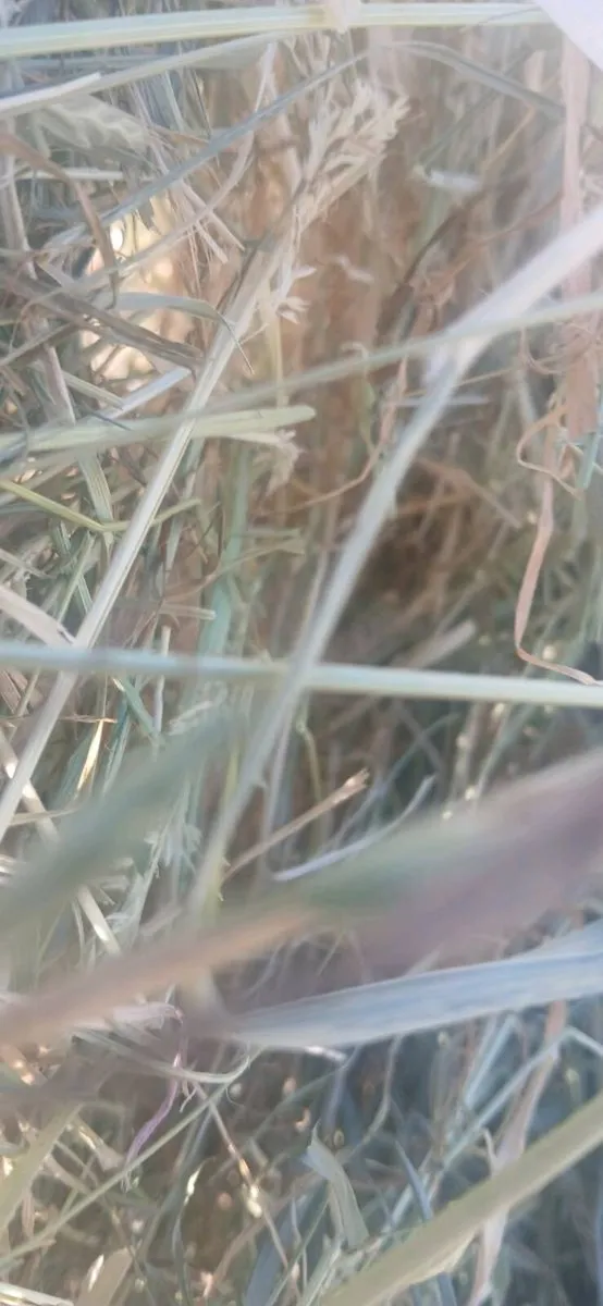 Hay 2026 - Image 1